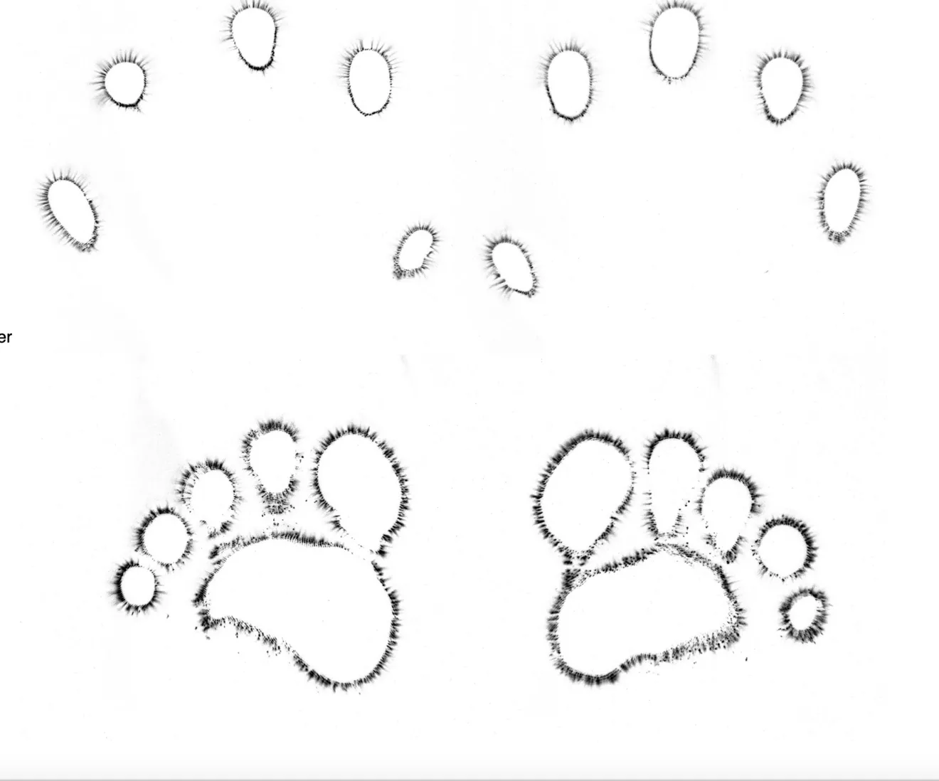 Scherm­afbeelding 2025-02-25 om 12.37.27 -  - Kirlianfotografie